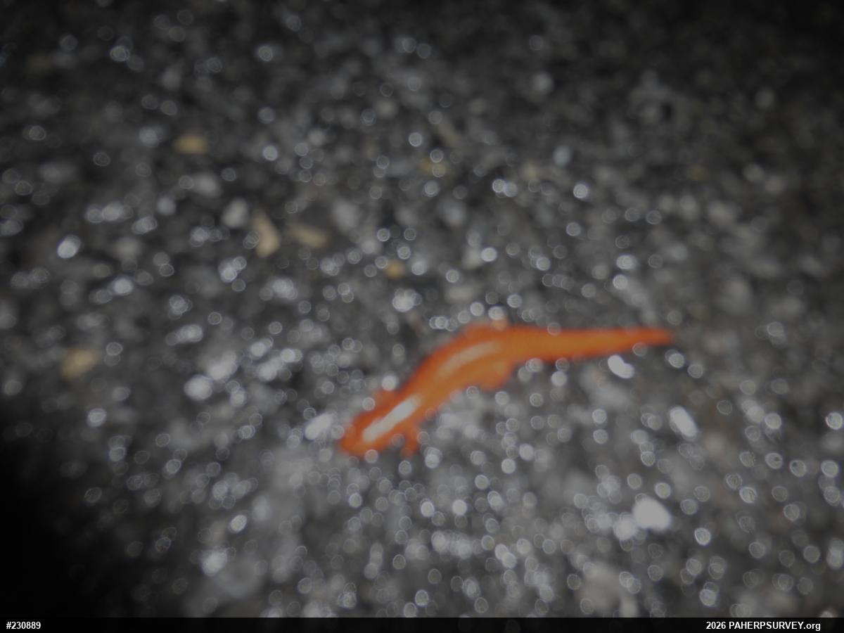 Northern Red Salamander