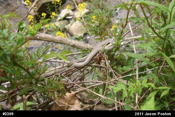 Queensnake