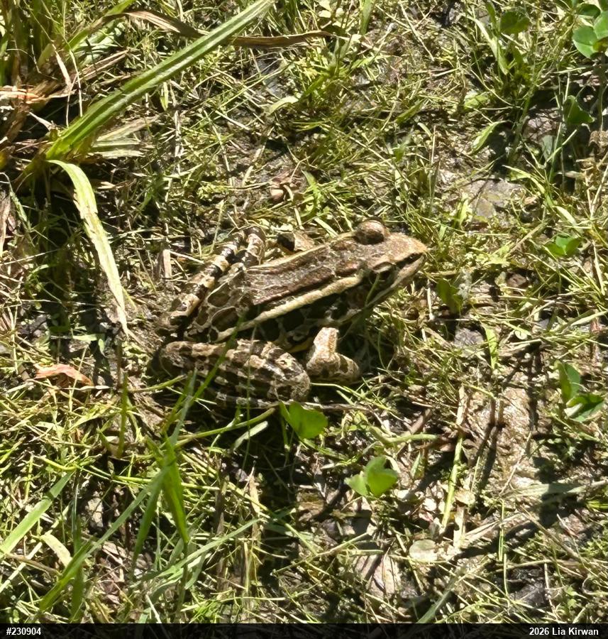 Pickerel Frog