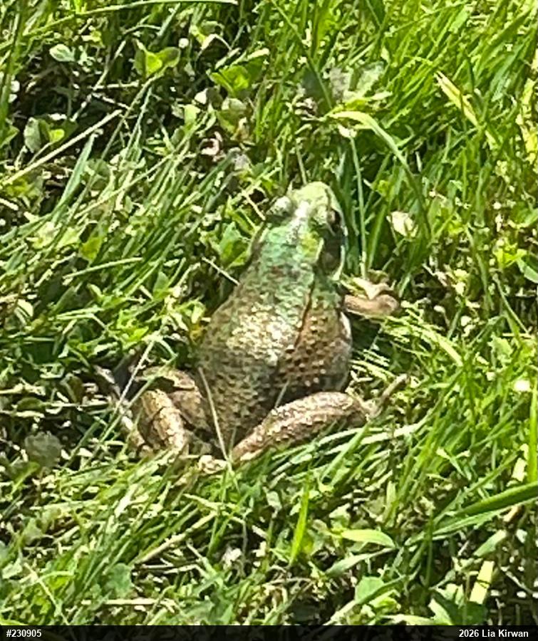 Green Frog