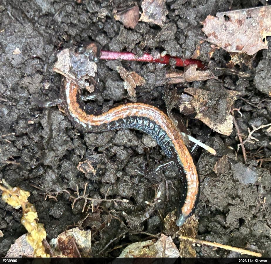 Eastern Red-backed  Salamander