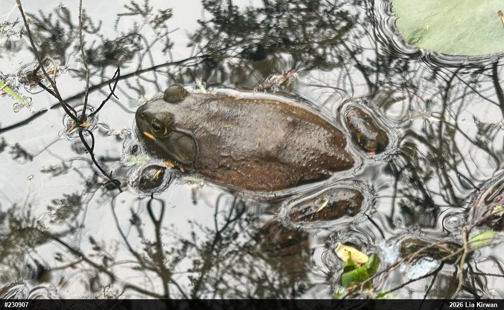 American Bullfrog