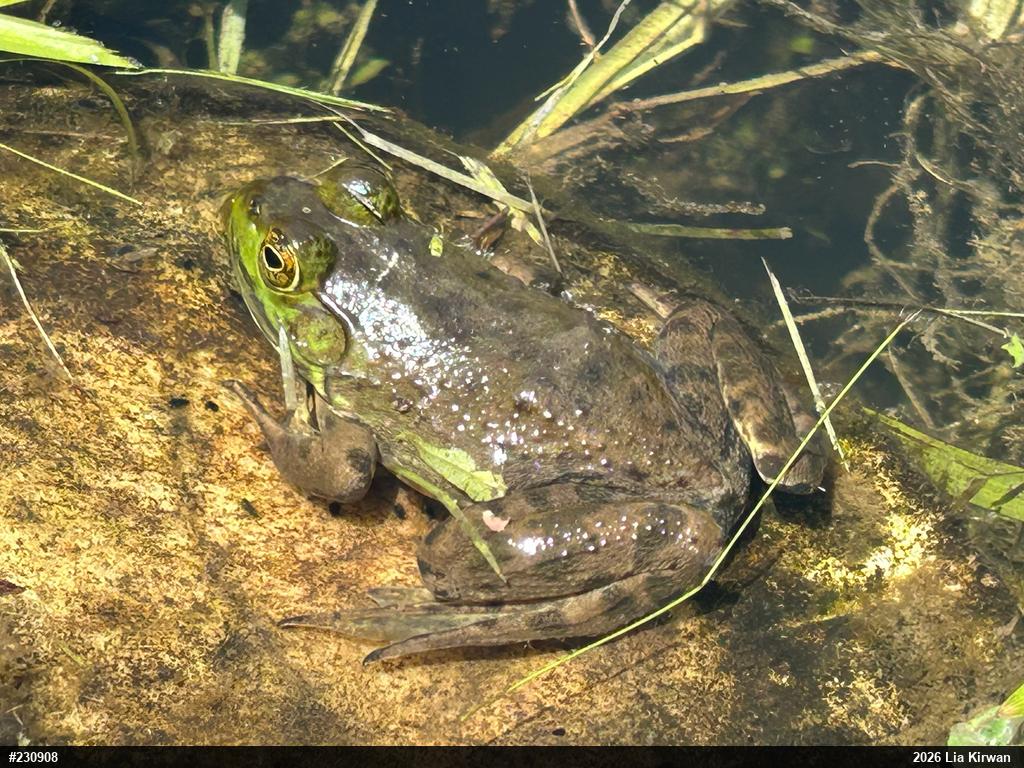 American Bullfrog