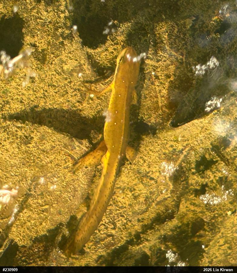 Red-spotted Newt