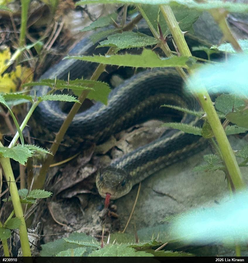 Eastern Gartersnake