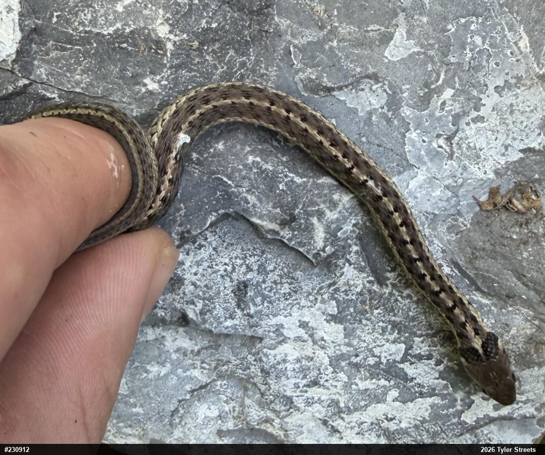 Eastern Gartersnake