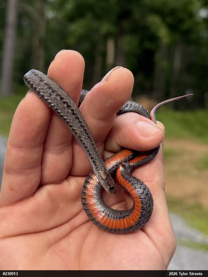 Red-bellied Snake