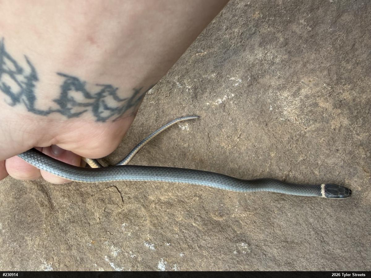 Northern Ring-necked Snake