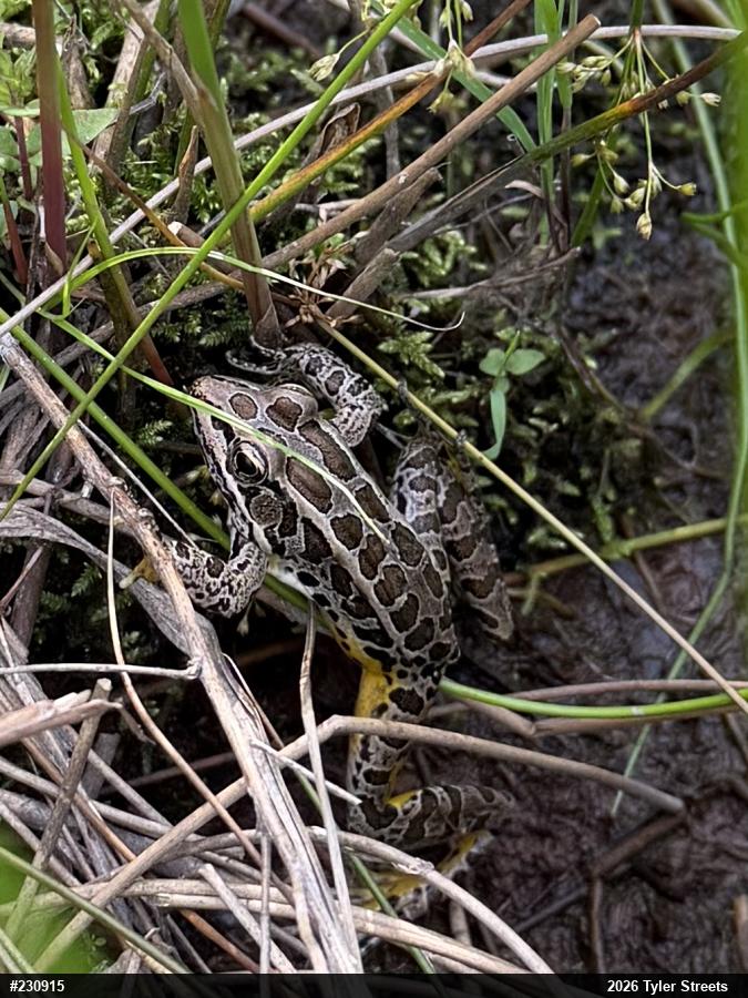 Pickerel Frog