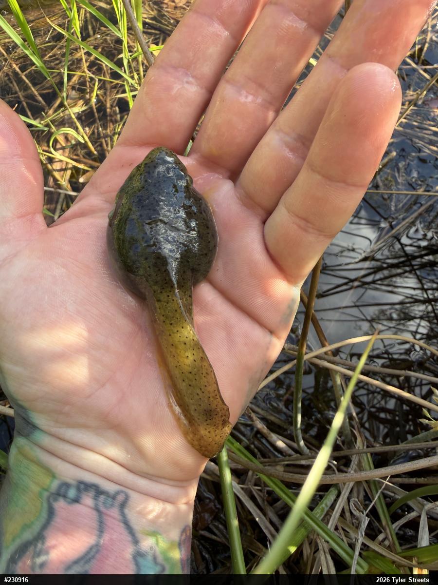 American Bullfrog