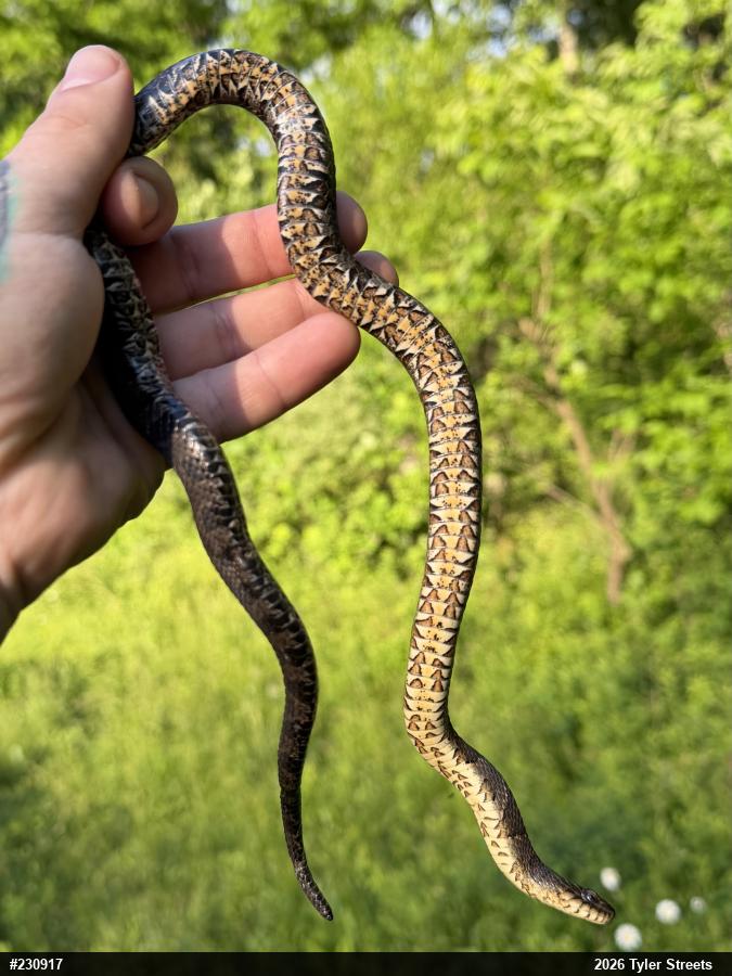 Northern Watersnake