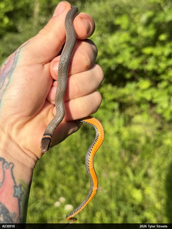 Northern Ring-necked Snake