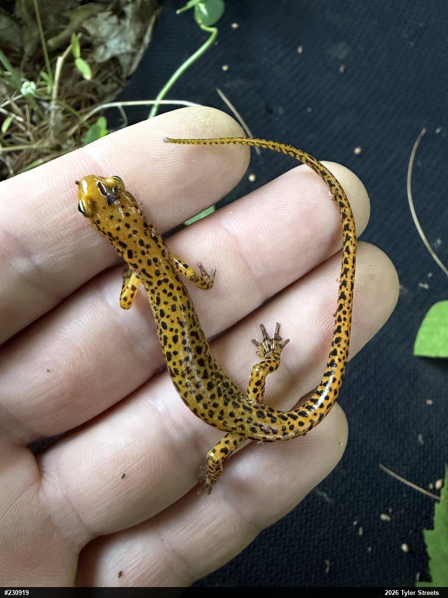 Eastern Long-tailed Salamander