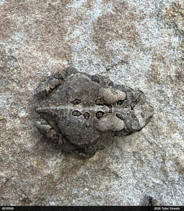 Eastern American Toad