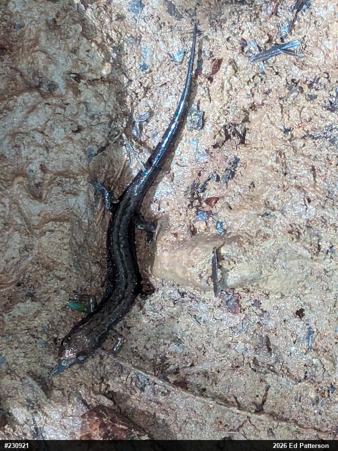 Allegheny Mountain Dusky Salamander