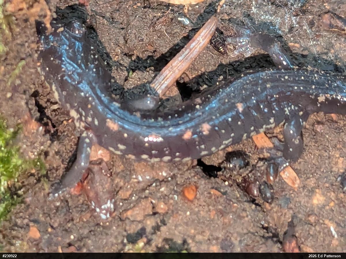 Wehrle's Salamander