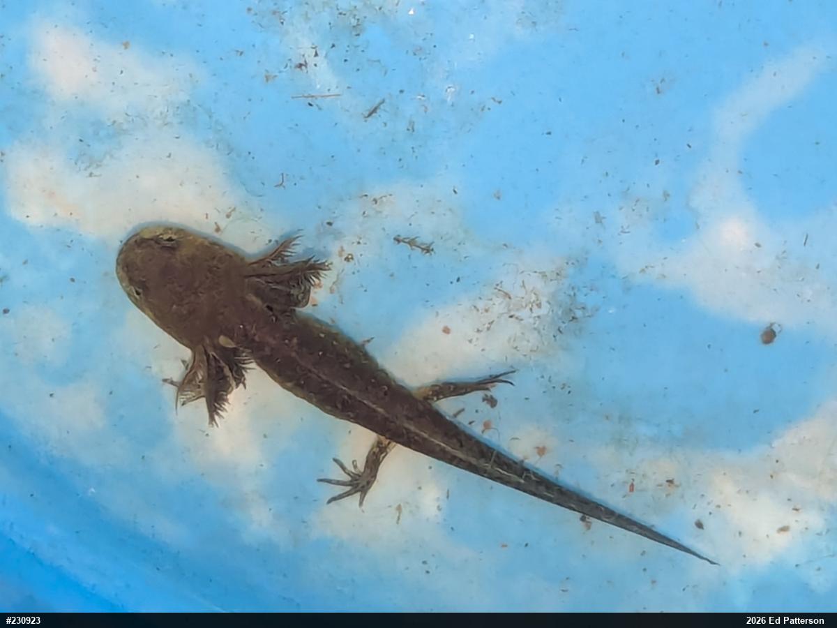 Spotted Salamander