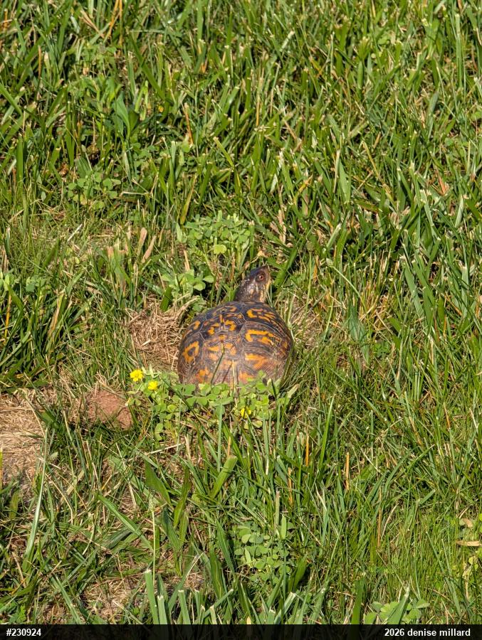 Eastern Box Turtle