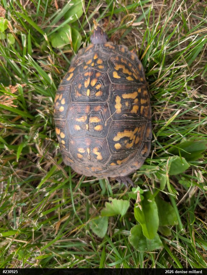 Eastern Box Turtle