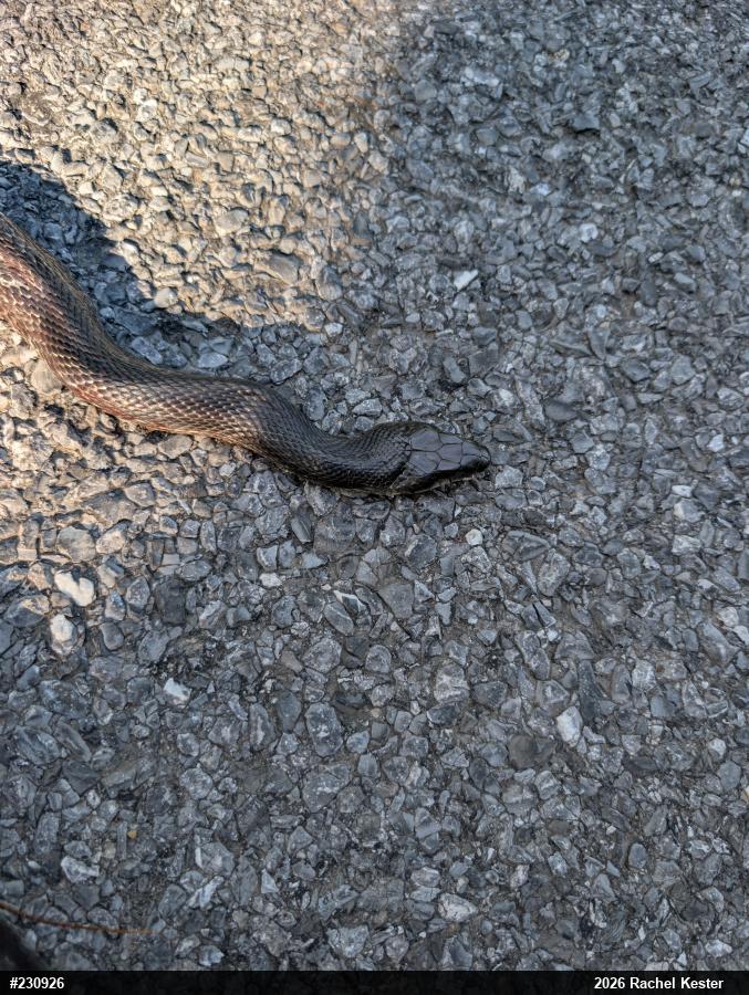 Eastern Ratsnake