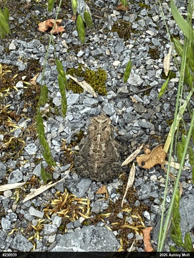 Eastern American Toad