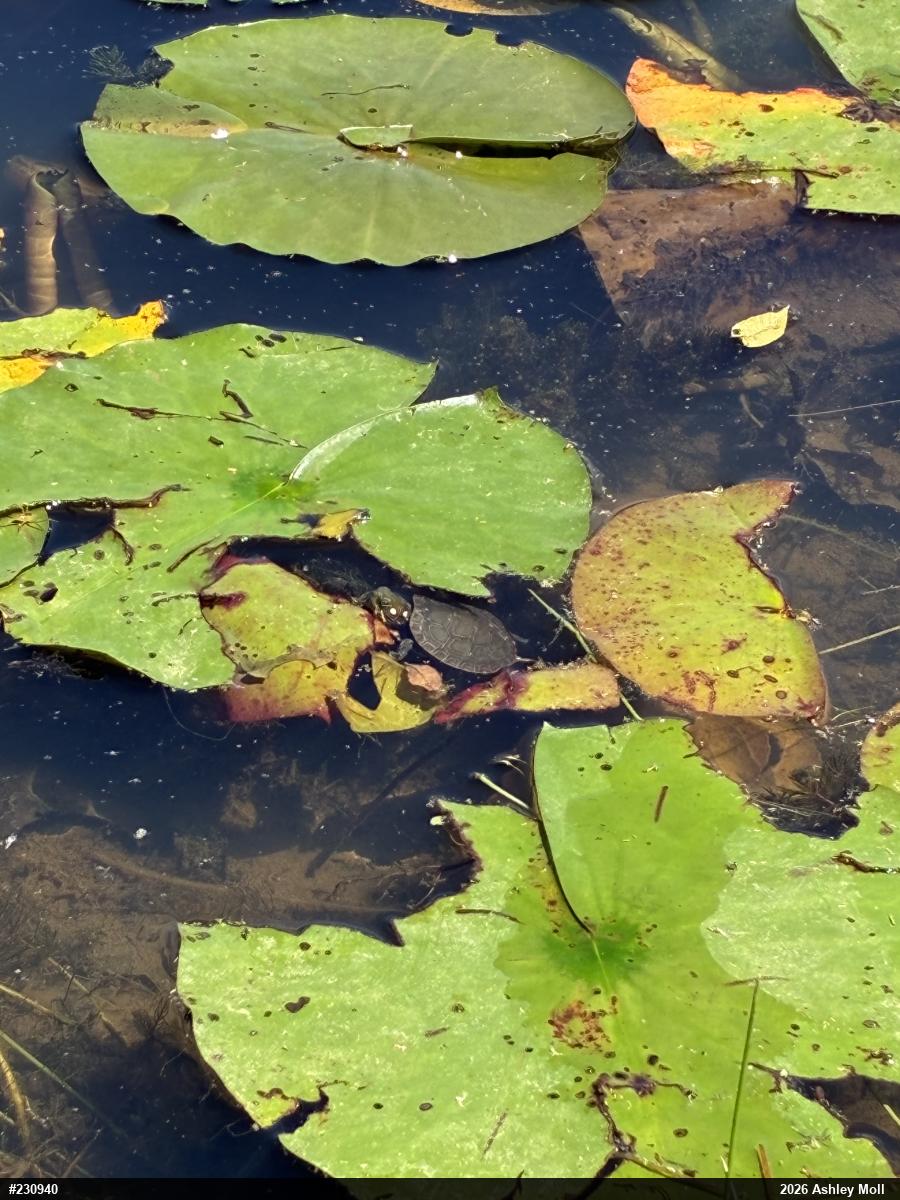 Painted Turtle