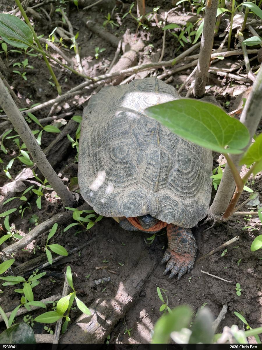 Wood Turtle