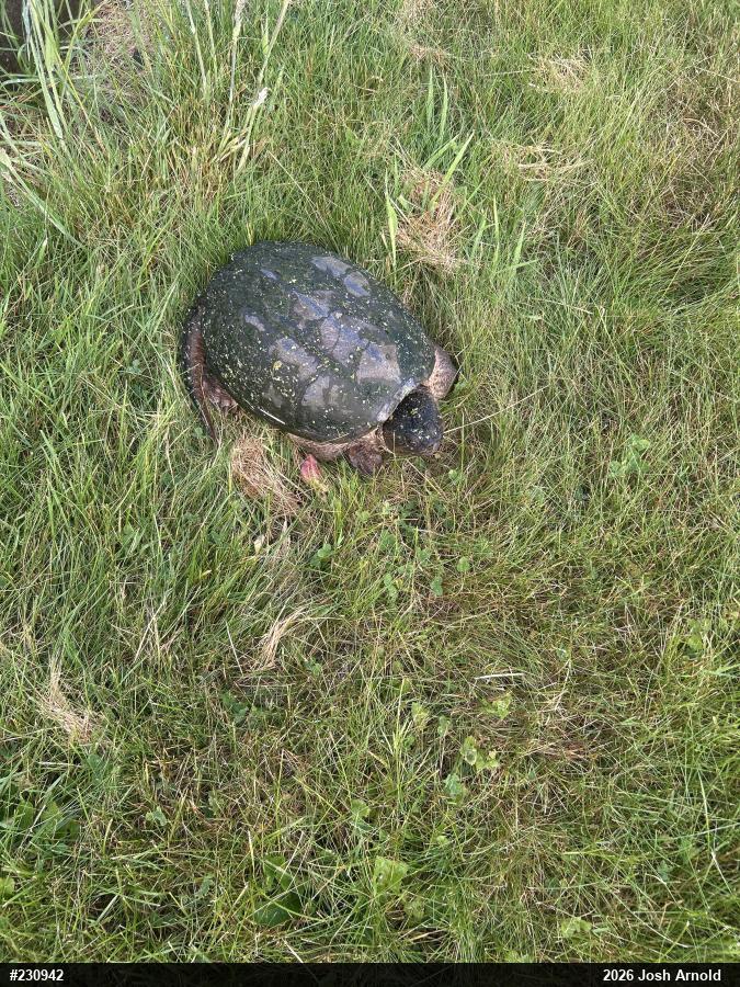 Snapping Turtle
