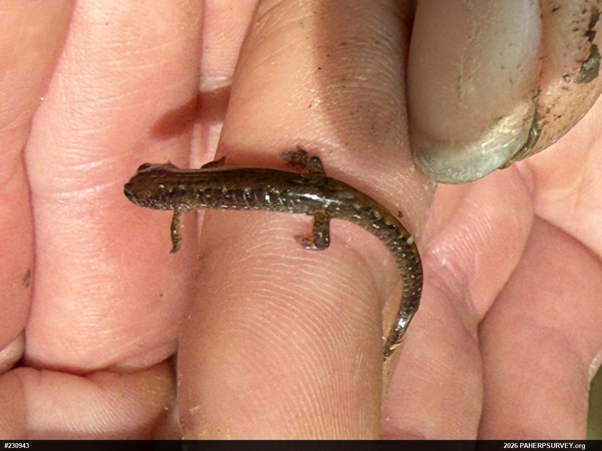 Northern Dusky Salamander