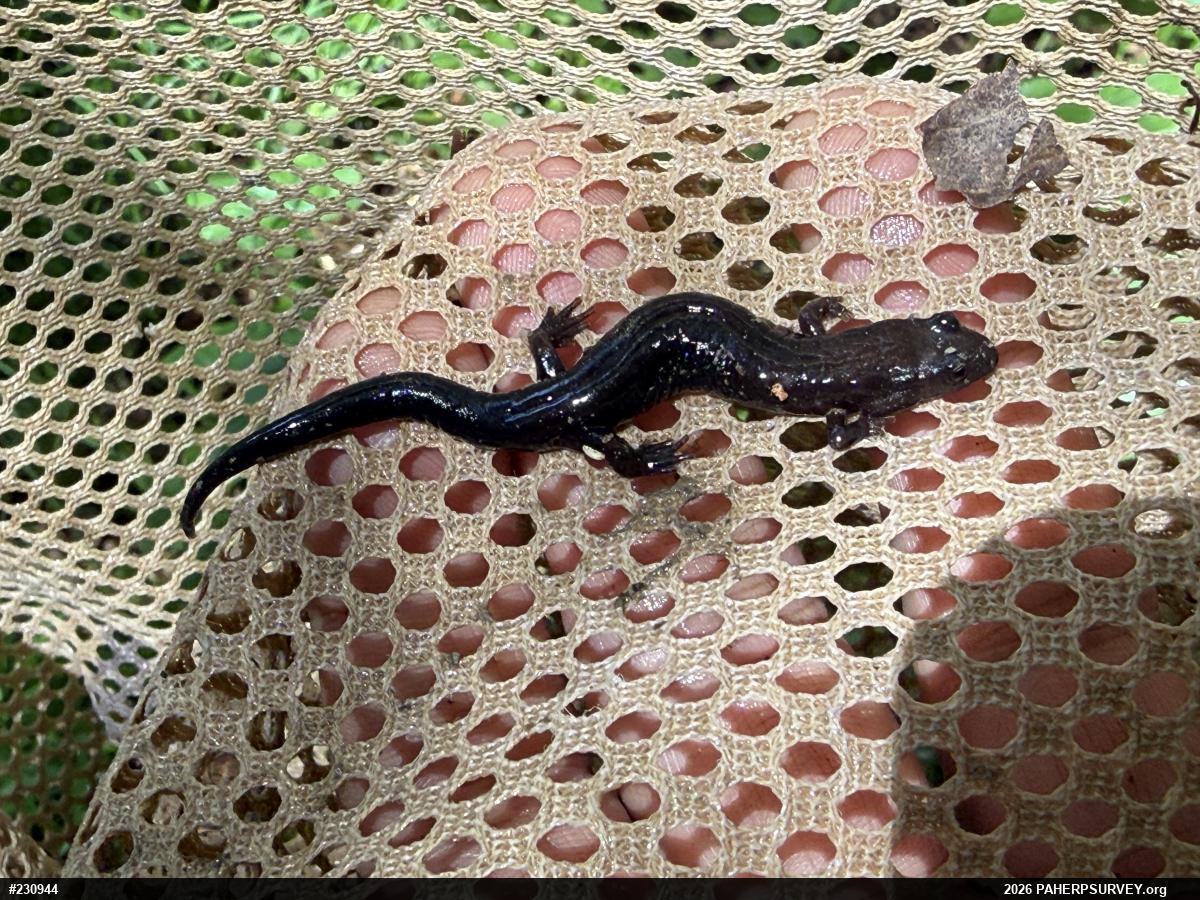 Allegheny Mountain Dusky Salamander