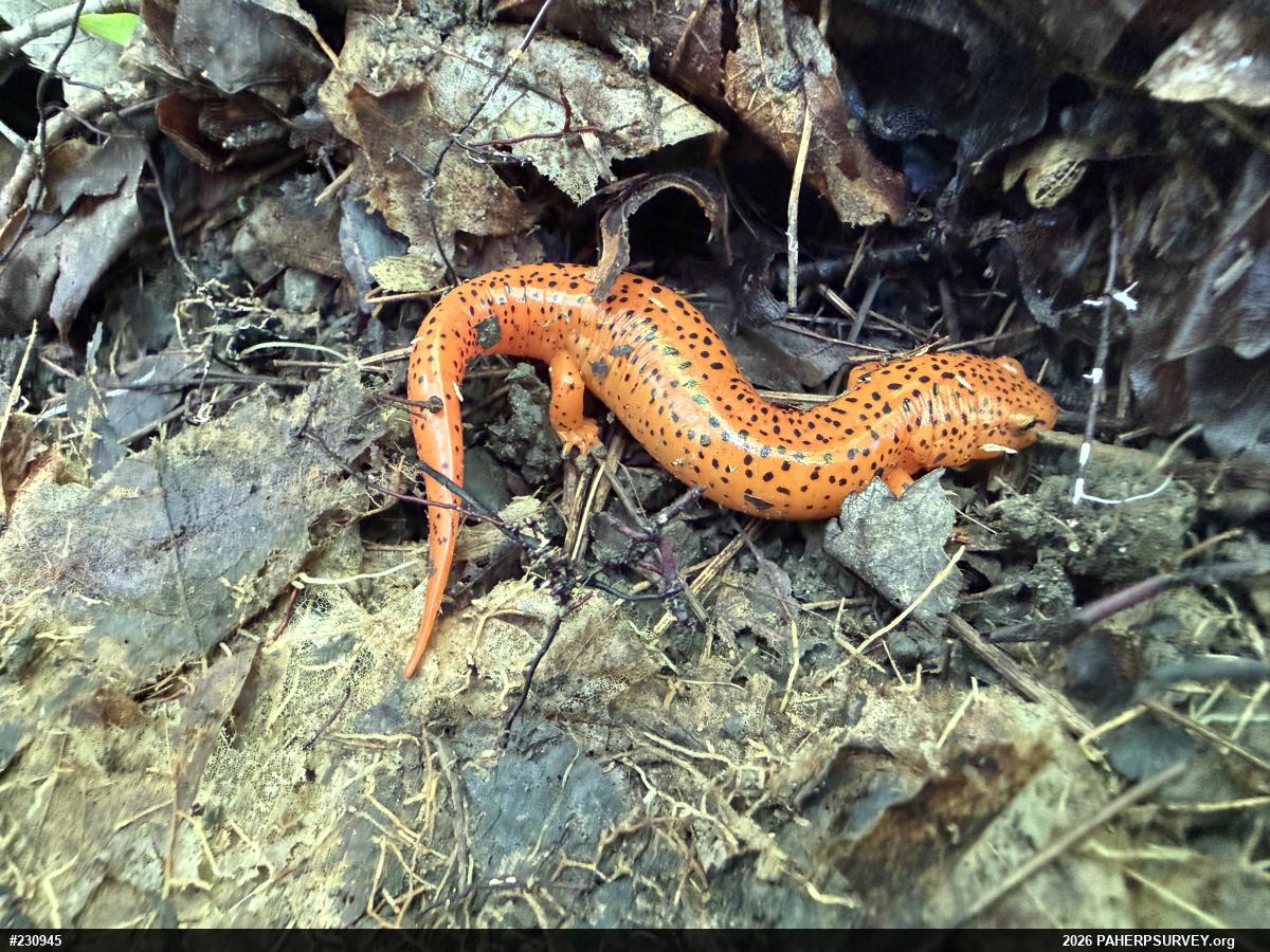 Northern Red Salamander