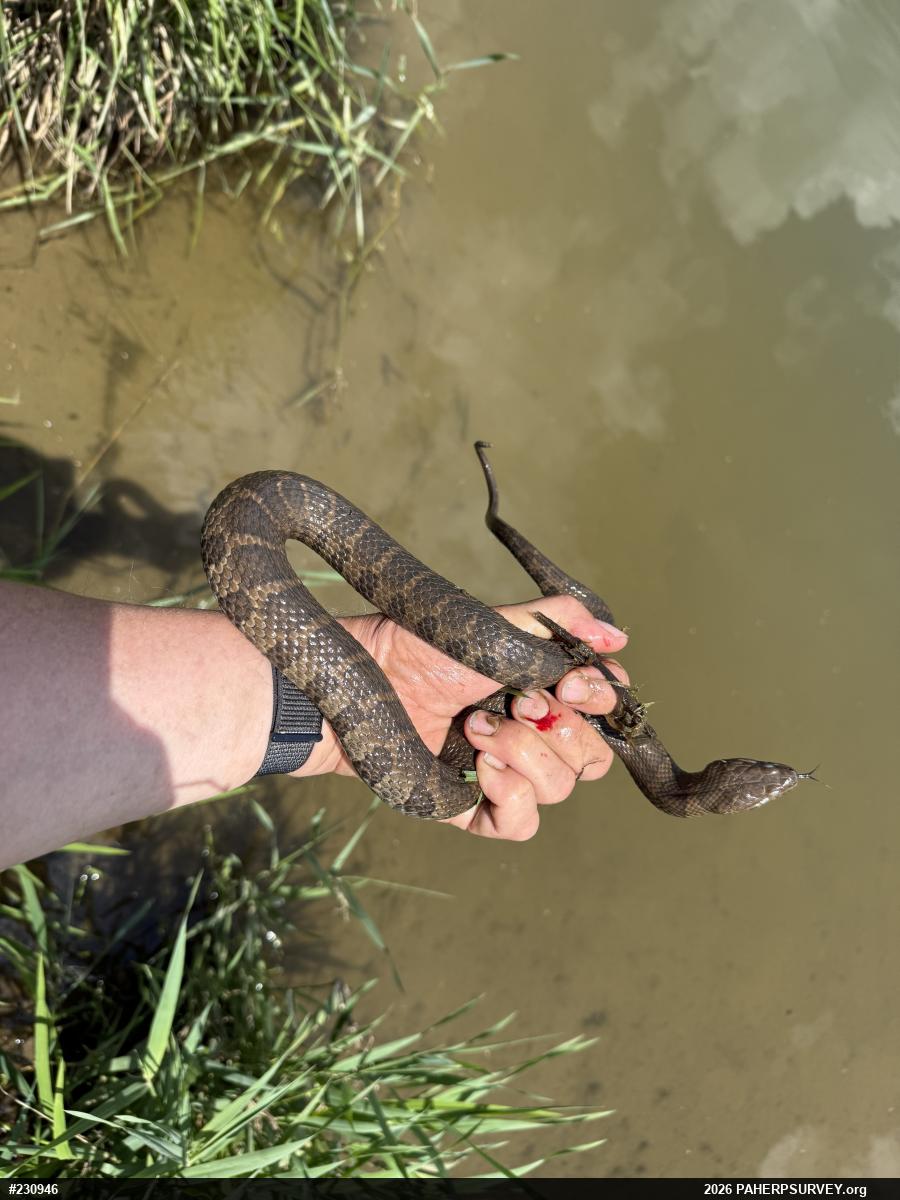Northern Watersnake
