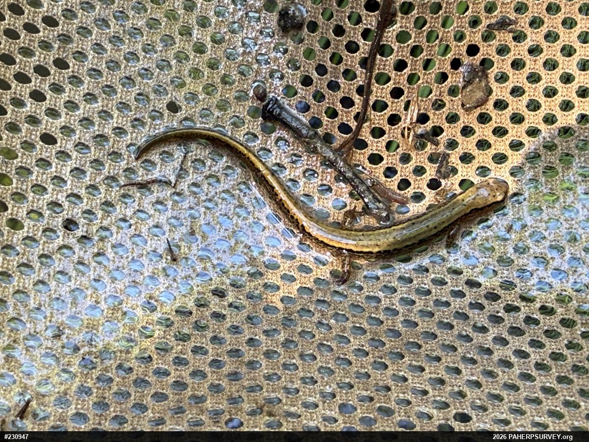 Northern Two-lined Salamander