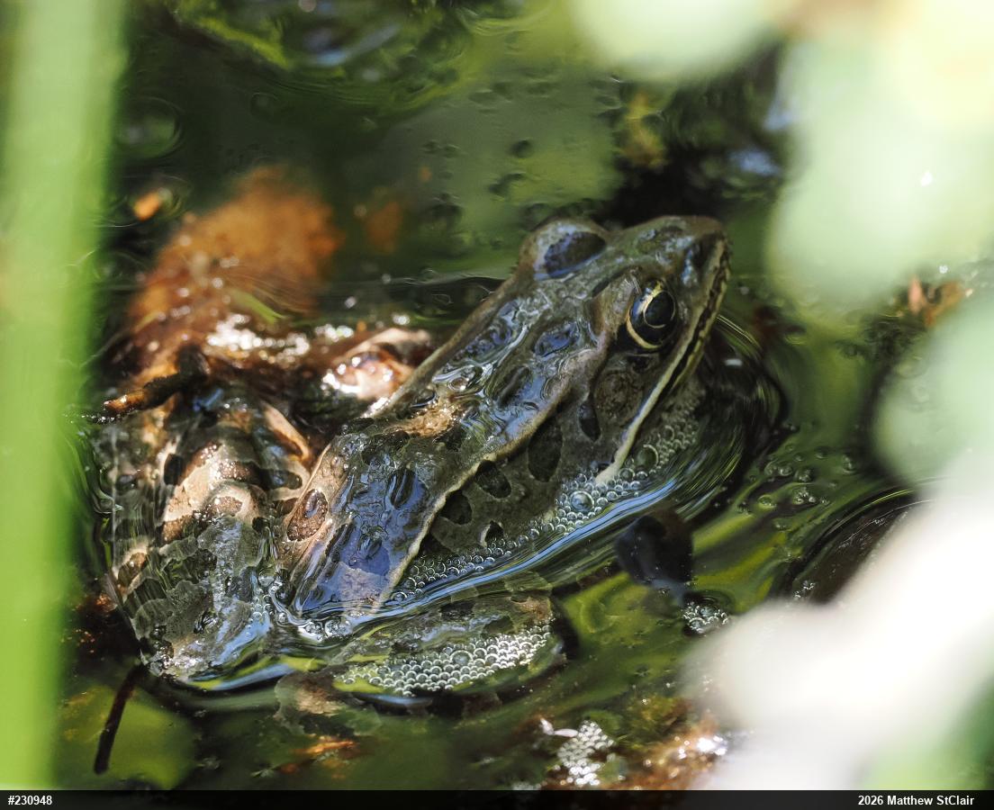 Northern Leopard Frog