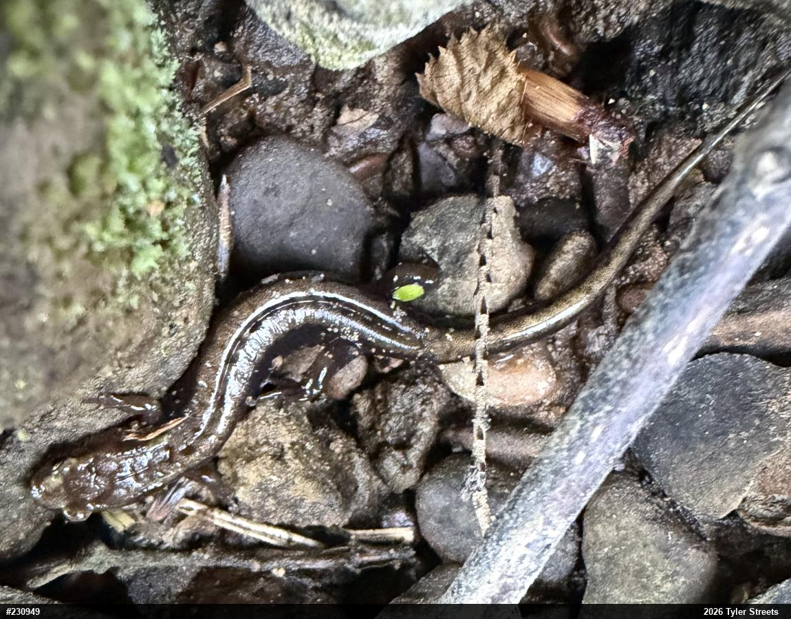 Allegheny Mountain Dusky Salamander