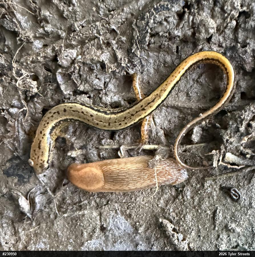 Northern Two-lined Salamander
