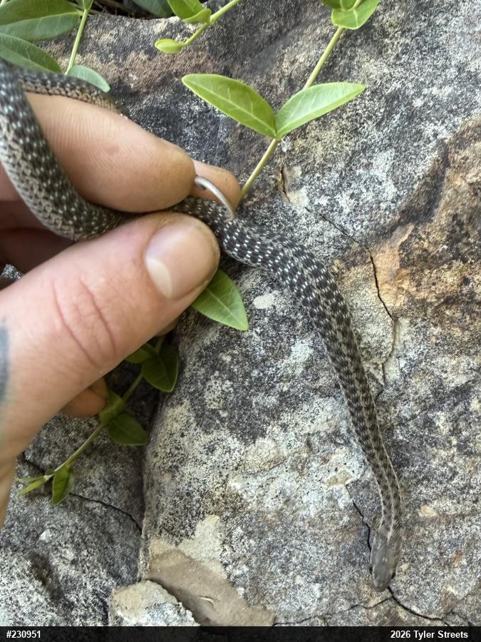 Eastern Gartersnake