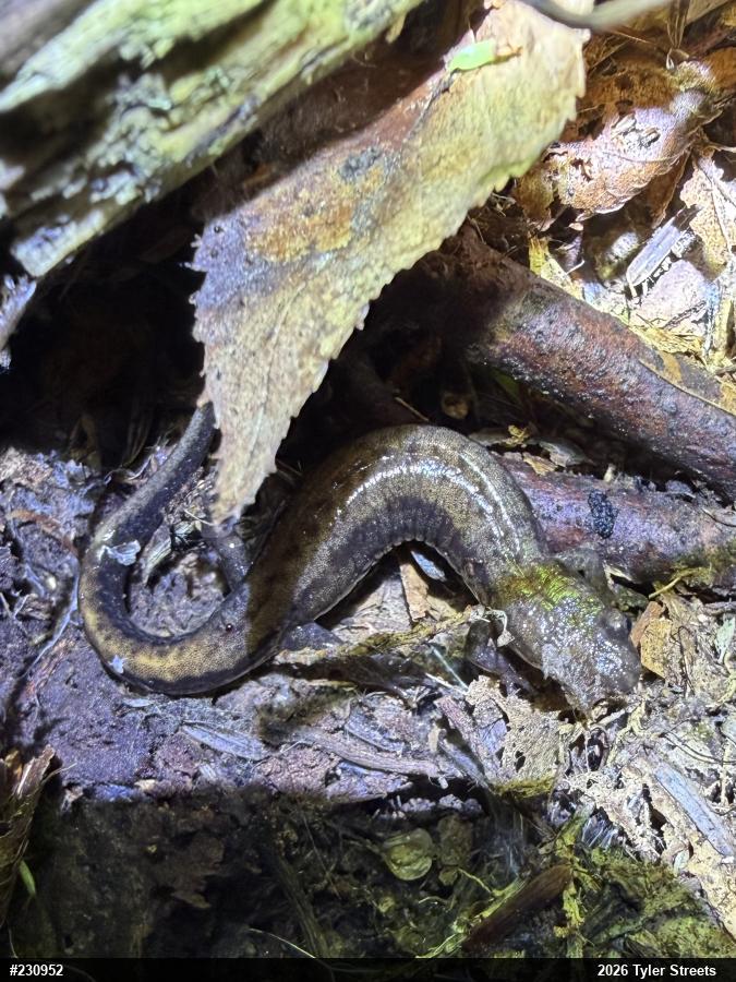 Allegheny Mountain Dusky Salamander