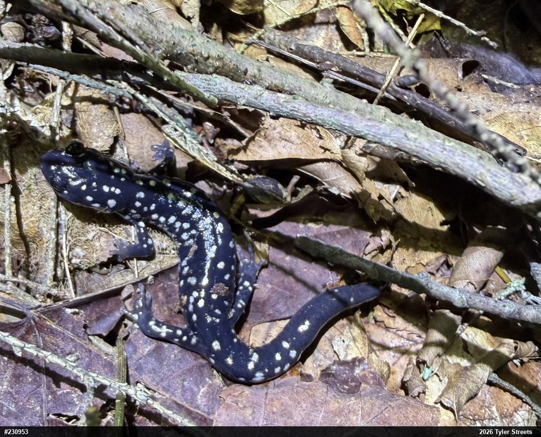 Northern Slimy Salamander