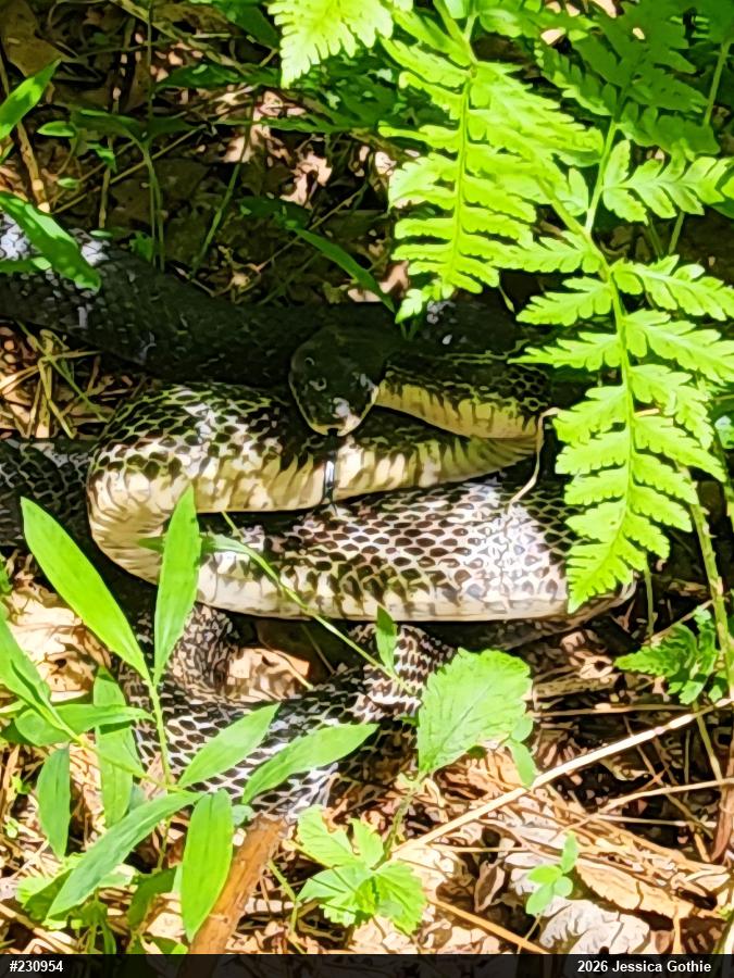 Eastern Ratsnake