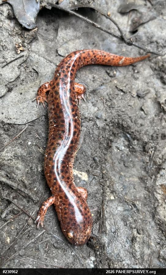 Northern Red Salamander