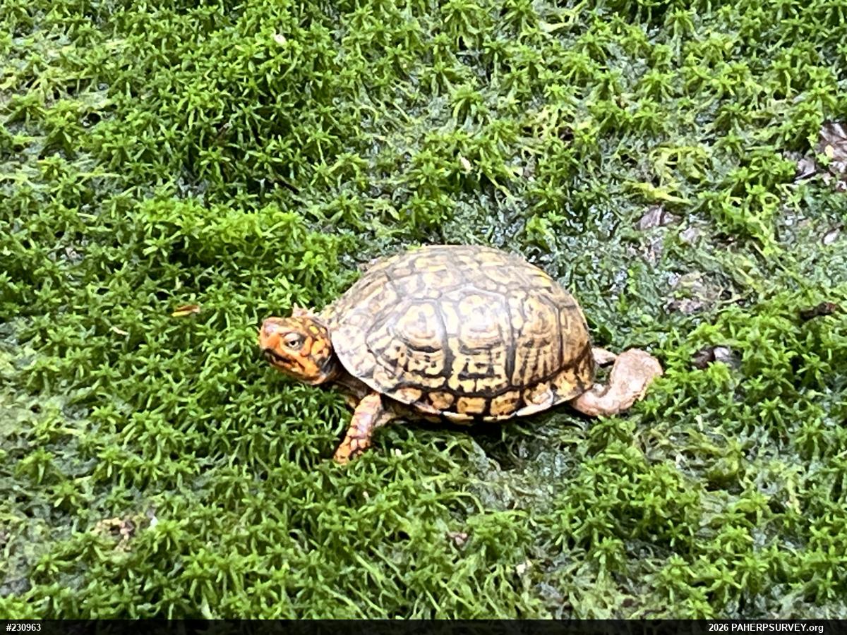 Eastern Box Turtle
