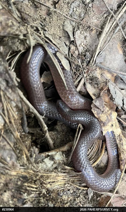 Eastern Wormsnake