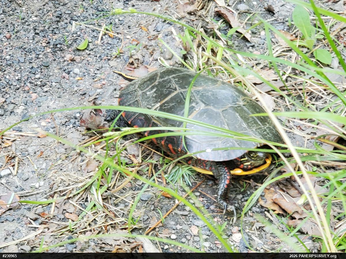 Painted Turtle