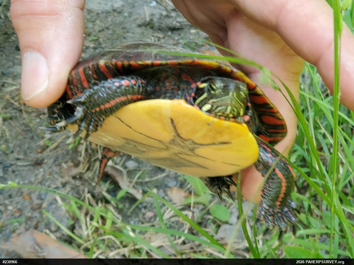 Painted Turtle