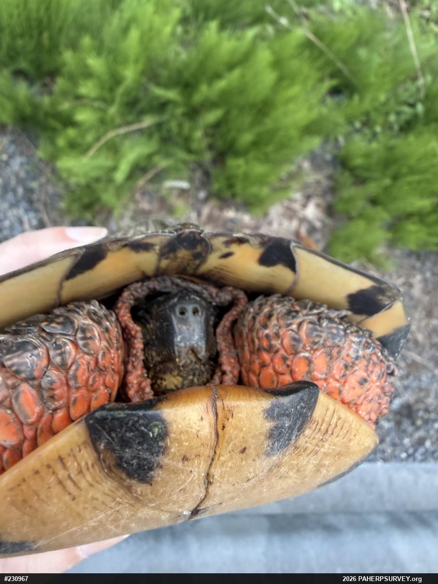 Wood Turtle