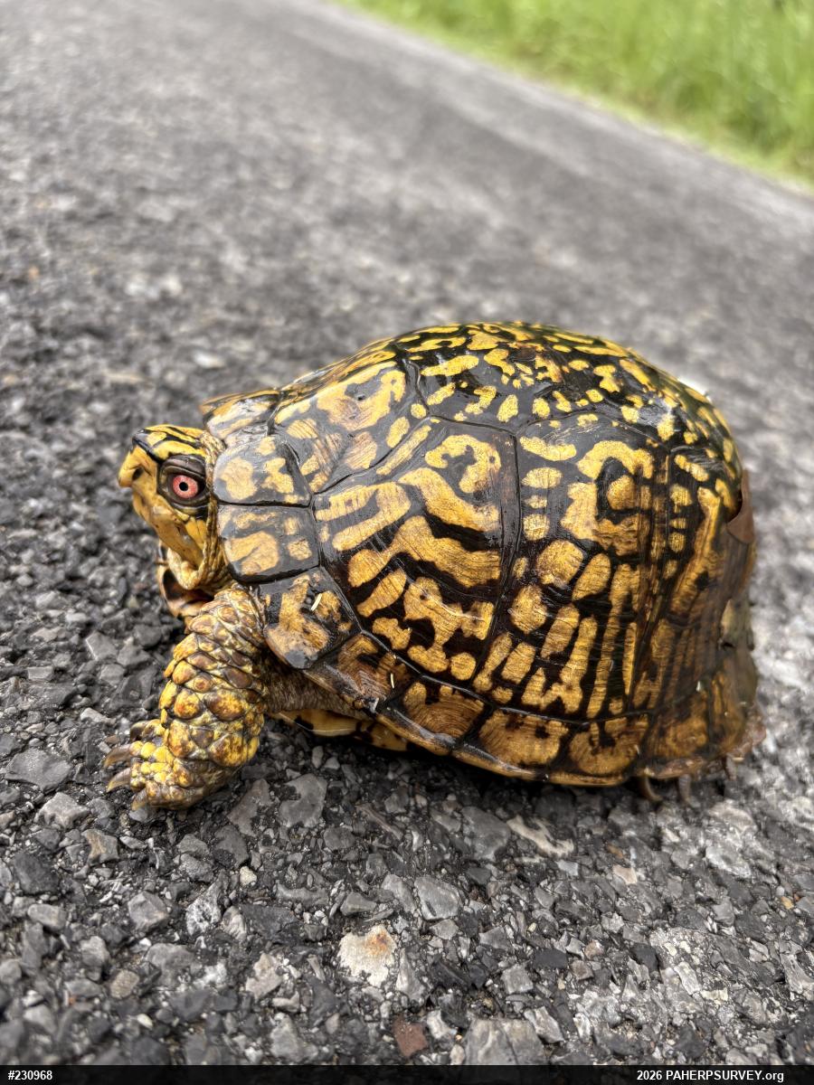Eastern Box Turtle