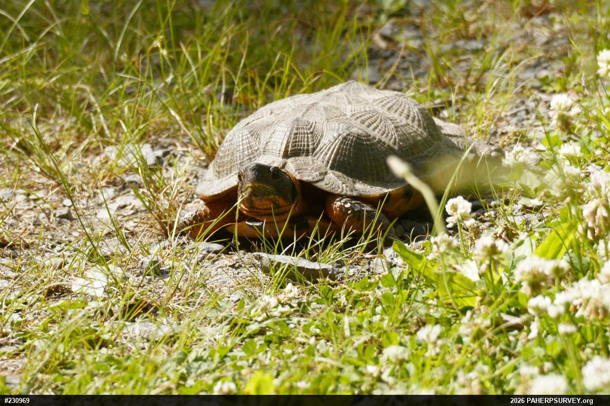 Wood Turtle