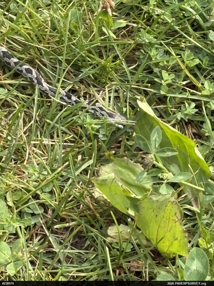 Eastern Ratsnake