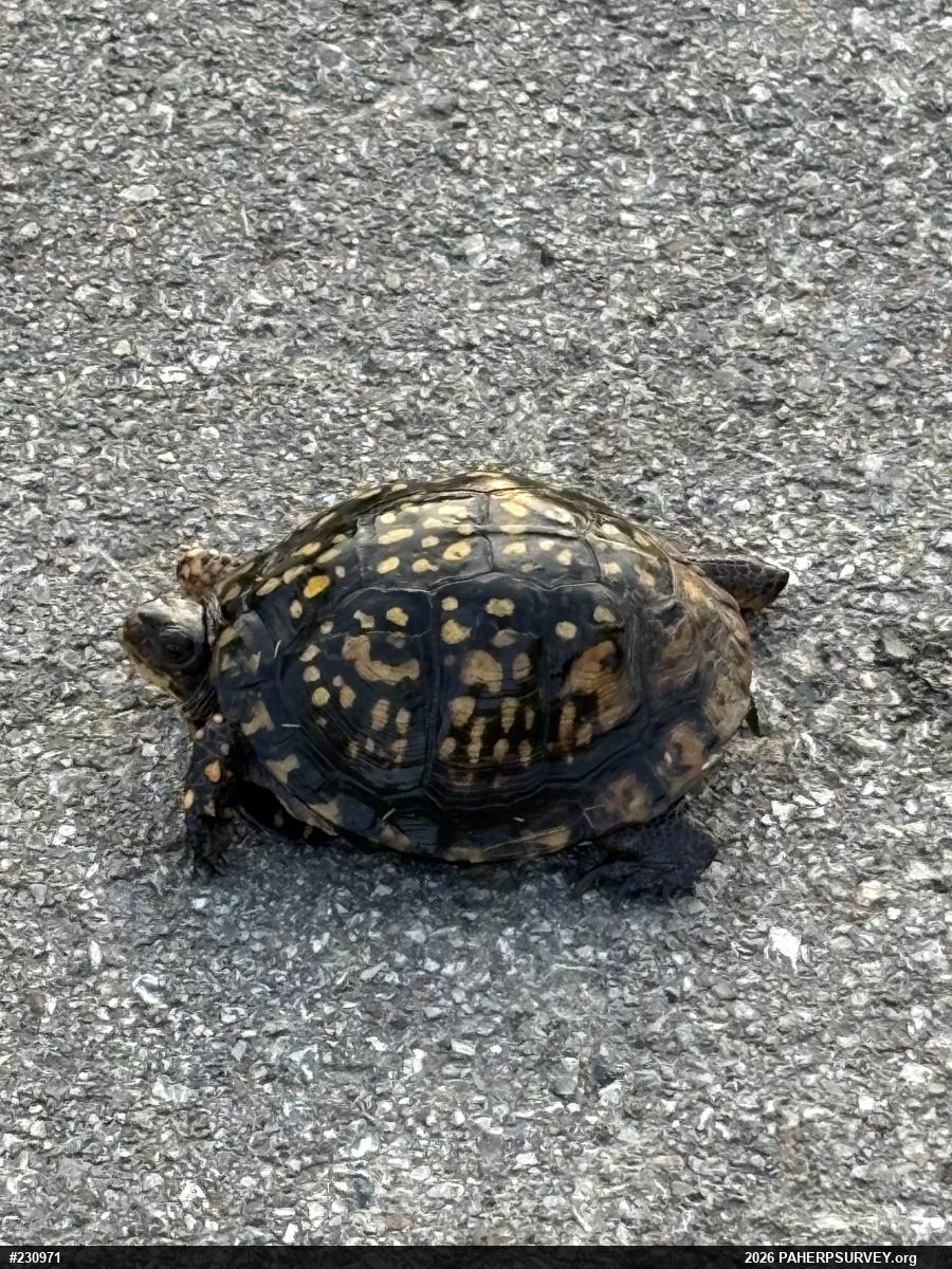 Eastern Box Turtle